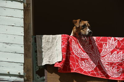 Portrait of dog on balcony