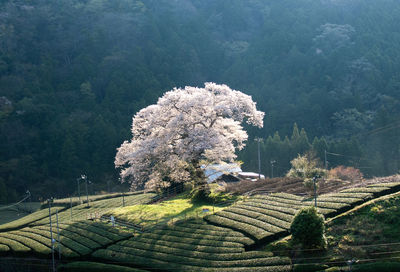 White flowering plants on field