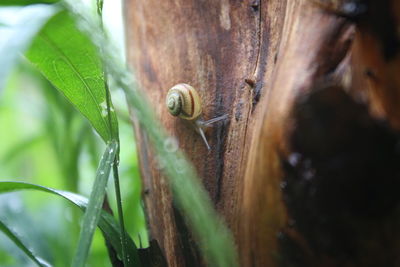 Close-up of plant against blurred background