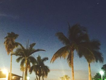 Low angle view of palm trees