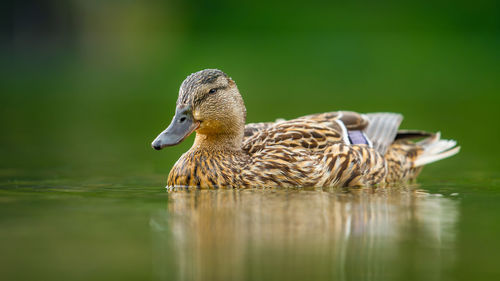 Duck swimming on lake