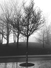 View of bare trees on foggy day