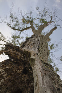 Low angle view of tree