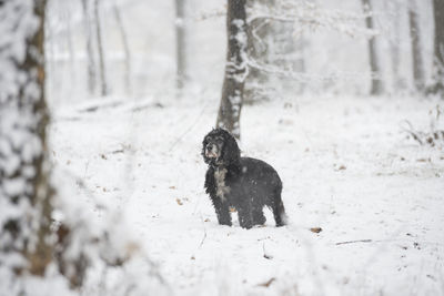 Dog on field during snowfall