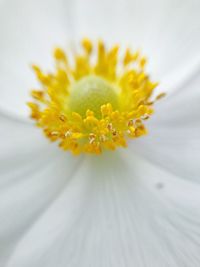 Close-up of yellow flower