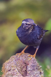 Close-up of bird perching on rock