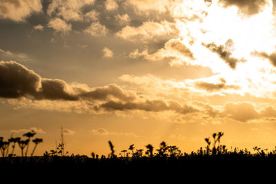 Silhouette plants on field against sky during sunset