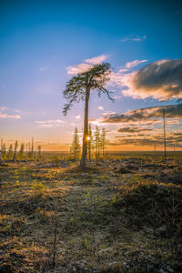 Trees on field against sky during sunset