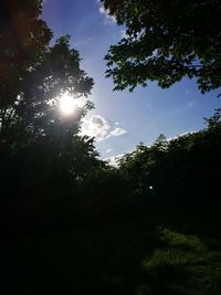 Sun shining through trees