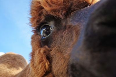 Close-up portrait of dog