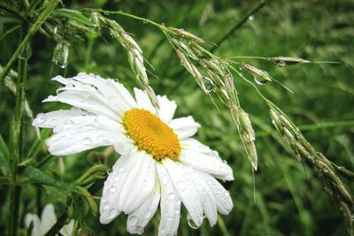 Close-up of white daisy flower