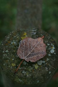 Close-up of autumn leaf