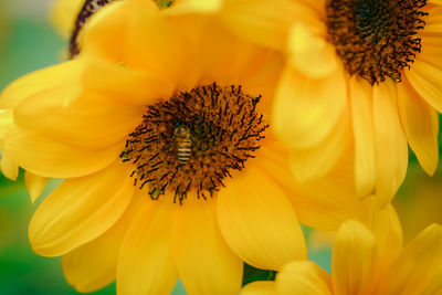 Close-up of honey bee on yellow flowering plant