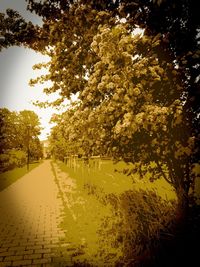 Trees in park