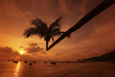 Silhouette palm tree at sunset