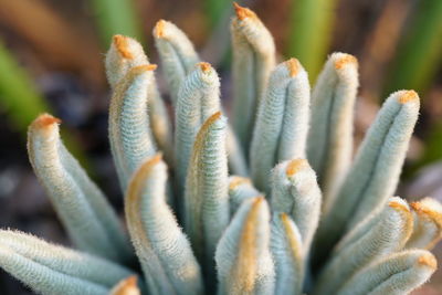 Close-up of cycas plant