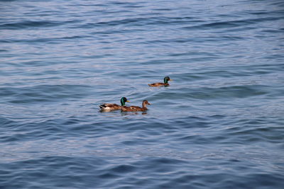 View of ducks swimming in lake