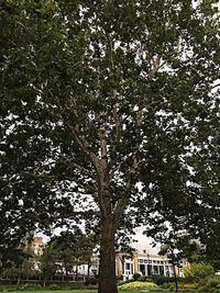 tree