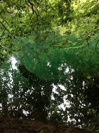 Reflection of trees in lake