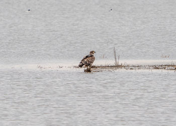 Side view of brown eagle on a lake