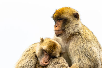 Close-up of a monkey against white background