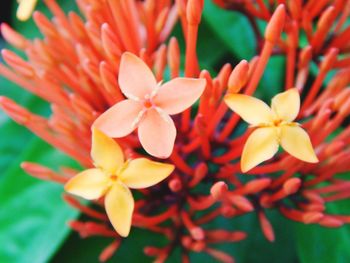 Close-up of flowers against blurred background