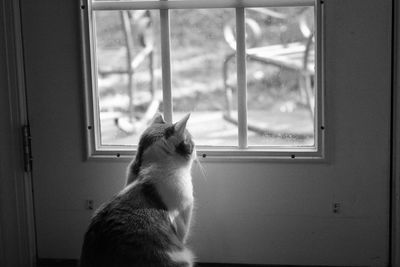 Close-up of cat looking through glass door at home