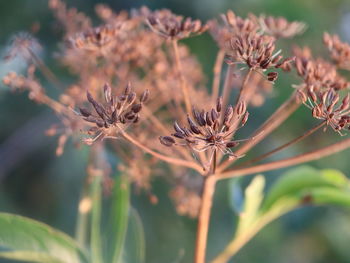 Close-up of wilted flowering plant