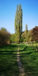 Trees on field against clear sky