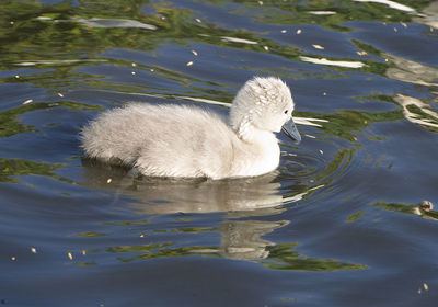 Swan swimming in lake