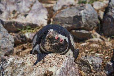 Close-up of penguin on rock