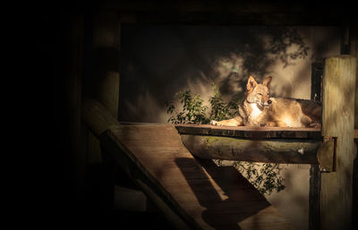 Portrait of cat sitting on wood