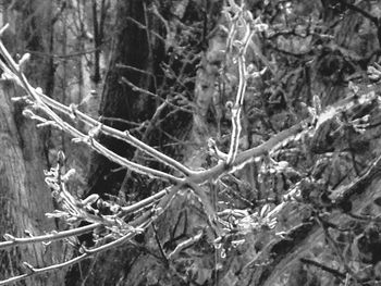 Close-up of trees in the forest