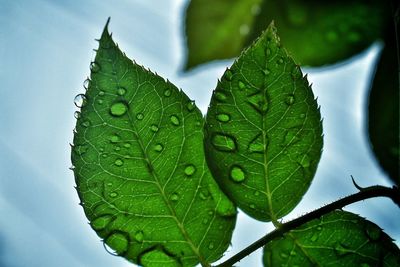 Close-up of wet plant leaves