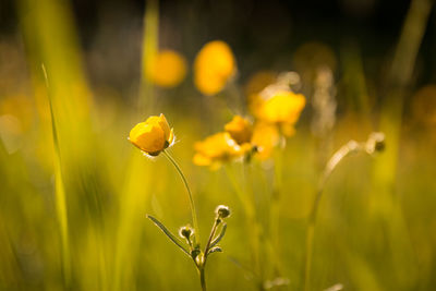 Close-up of yellow flowering plant on field