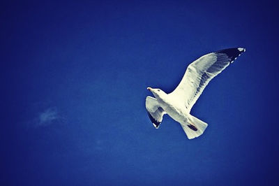 Low angle view of seagull flying against blue sky