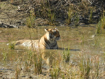 Portrait of cat in lake