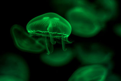 Close-up of jellyfish in water