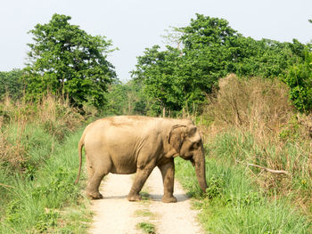 Side view of elephant walking on landscape