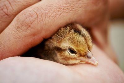 Close-up of a hand holding a bird