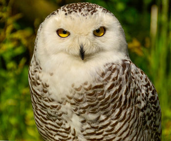 Close-up portrait of owl