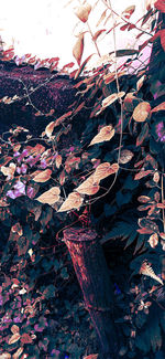 Close-up of autumn leaves on tree