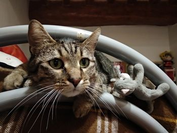 Close-up portrait of cat sitting