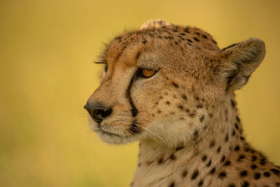 Close-up of cheetah facing left in shade