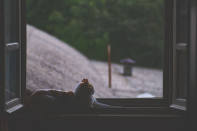 Close-up of dog looking through window