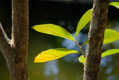 Close-up of leaves on tree trunk