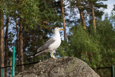 bird