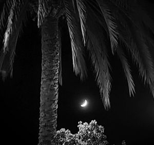 Close-up of palm tree against moon