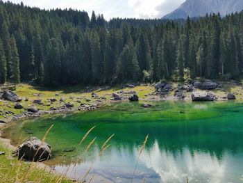Reflection of trees in lake