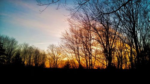 Bare trees against sky at sunset